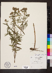 Pycnanthemum pilosum image