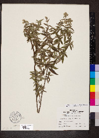 Pycnanthemum pilosum image