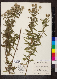 Pycnanthemum pilosum image