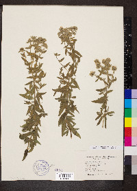 Pycnanthemum pilosum image