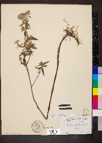 Pycnanthemum pilosum image