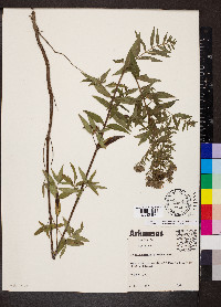 Pycnanthemum pilosum image