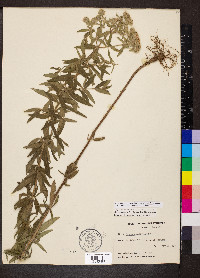 Pycnanthemum pilosum image