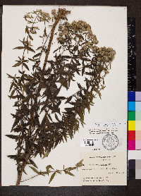 Pycnanthemum pilosum image