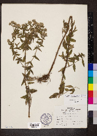 Pycnanthemum pilosum image