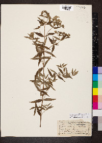 Pycnanthemum verticillatum image