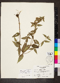 Pycnanthemum beadlei image