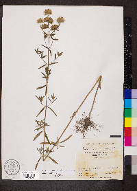 Pycnanthemum flexuosum image