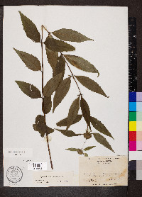 Pycnanthemum montanum image