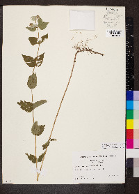 Pycnanthemum muticum image