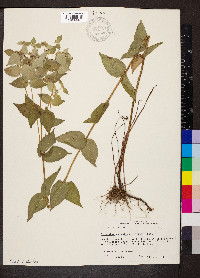 Pycnanthemum muticum image