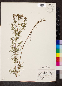 Pycnanthemum virginianum image