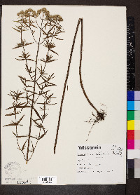 Pycnanthemum virginianum image