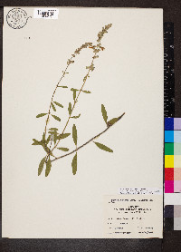 Salvia azurea image