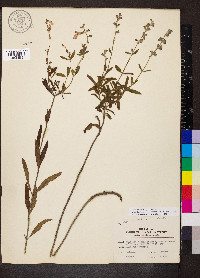 Salvia azurea var. grandiflora image