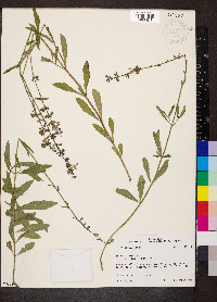 Salvia azurea image