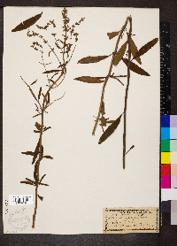 Salvia azurea image