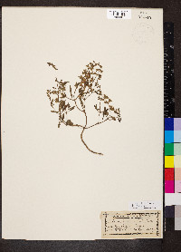 Salvia reflexa image