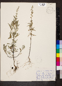 Salvia reflexa image