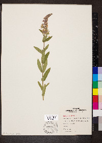 Salvia × sylvestris image