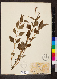 Salvia urticifolia image