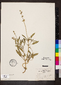 Salvia reflexa image