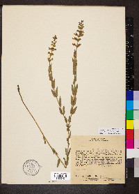 Salvia rosmarinoides image