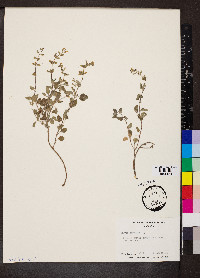 Salvia serotina image