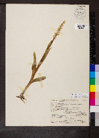 Platanthera stricta image