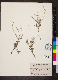 Salvia aegyptiaca image