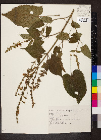 Salvia glutinosa image