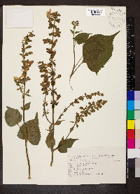 Salvia glutinosa image