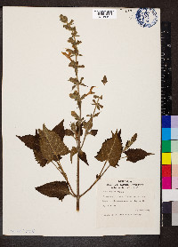 Salvia glutinosa image