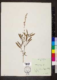 Salvia reflexa image