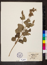 Salvia verticillata image