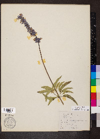 Salvia farinacea image