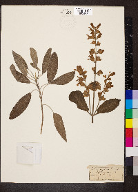 Salvia officinalis image