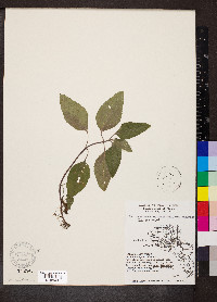 Scutellaria elliptica image