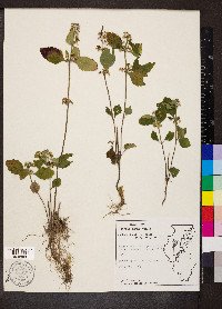 Scutellaria elliptica image