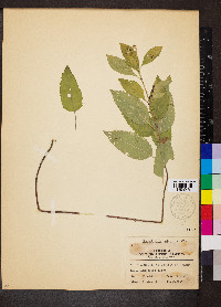 Scutellaria elliptica image