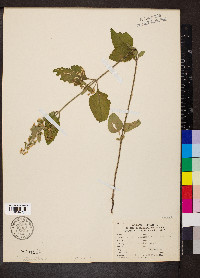 Scutellaria elliptica image