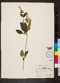 Scutellaria elliptica image