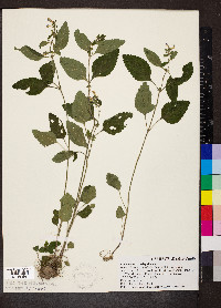 Scutellaria elliptica image