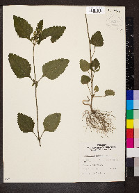 Scutellaria elliptica image