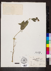 Scutellaria elliptica image