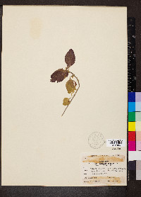 Scutellaria elliptica image