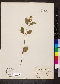 Scutellaria elliptica image