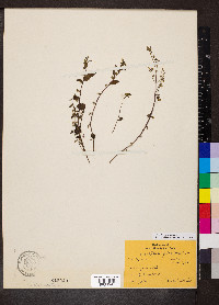 Scutellaria galericulata image