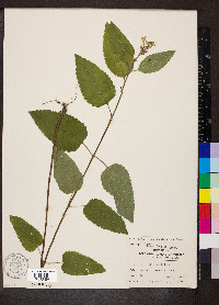 Scutellaria incana var. incana image