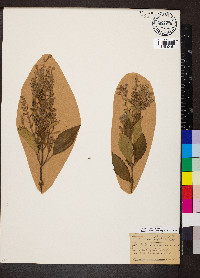 Scutellaria incana image